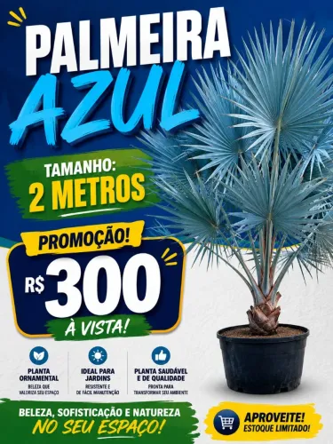 Palmeira 