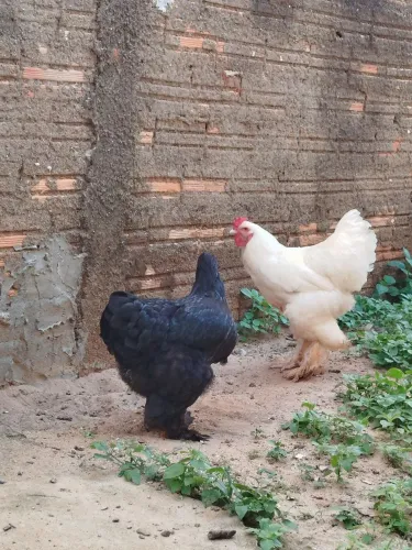 Vendo filhotes de galinha Bramha 65 reais cada