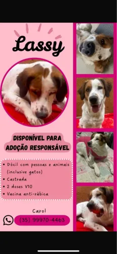 Doação de cachorrinha muito dócil e carinhosa