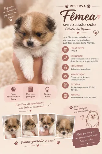 Lulu da Pomerânia