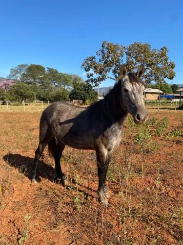 Égua Quarto de Milha Pura 