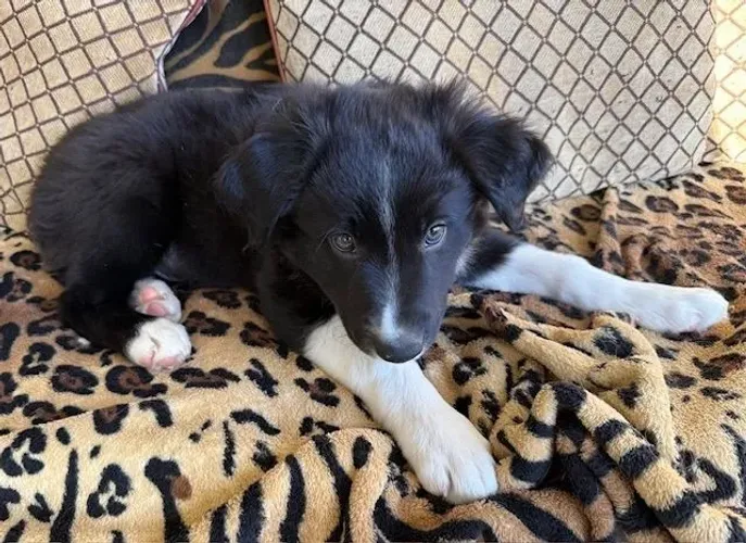 Filhotes de Border Collie | Carinho desde os primeiros dias!
