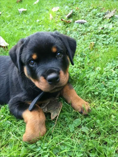 Filhote de Rottweiler Para Quem Busca Uma Companhia de Presença