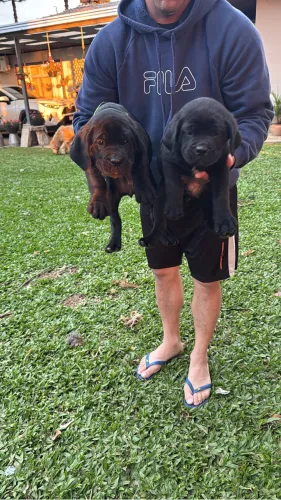 Filhote de cane corso