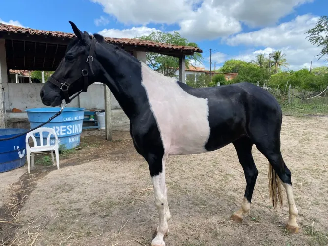 Cavalo manga larga macha picada de nascença
