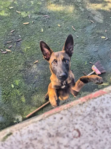 PASTOR Belga de Malinois