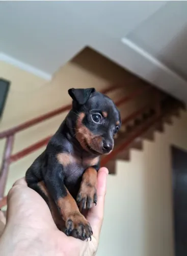 Pinscher  número 1 Macho