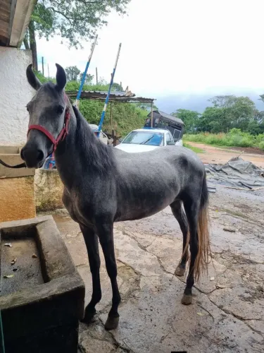 VENDA OU ROLO MANGALARGA MACHADOR.