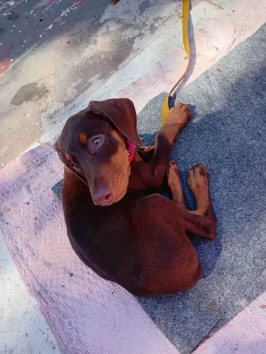 CACHORRO