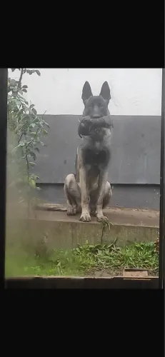 Pastor belga malinois