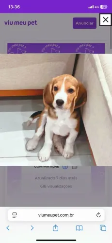 Venda solidaria de beagle