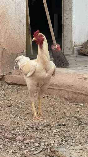 Frango índio com 7 meses
