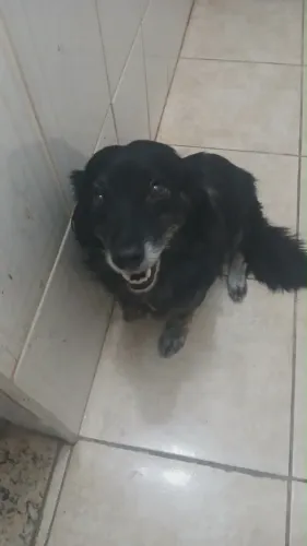 Doa-se cachorra