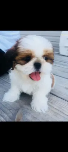 FILHOTES DA RAÇA  Shih tzu PRONTA ENTREGA.
