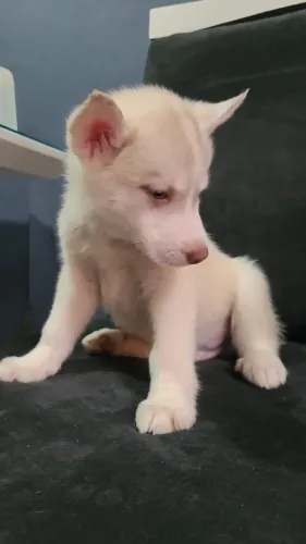 Filhote de husky siberiano o filhote marcante que impressiona pela beleza