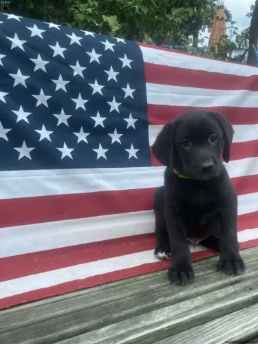 Labrador chocolate: intensidade até no olhar ?