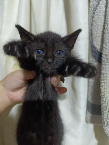 gatinhos adoção (gato pretinho)