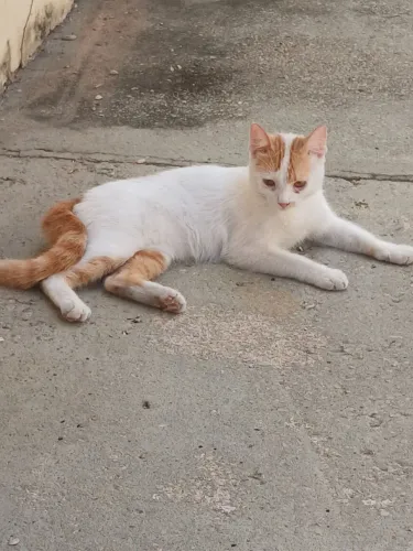 Gato pra adoção 