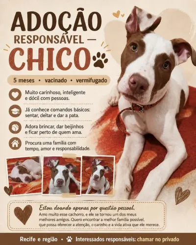 Cachorro Pitbull | Vermifugado e Vacinado