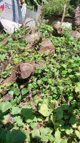 Estou doando essas madeira de mangueira pra carvão!!!