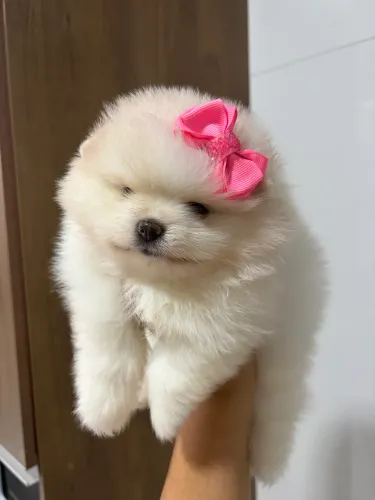 Lulu da pomerania femea