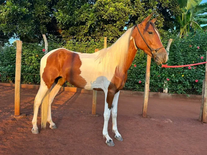 Vendo potra mangalarga larga marchador 