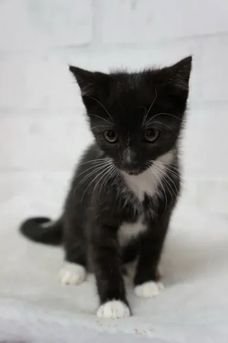 Doação gato