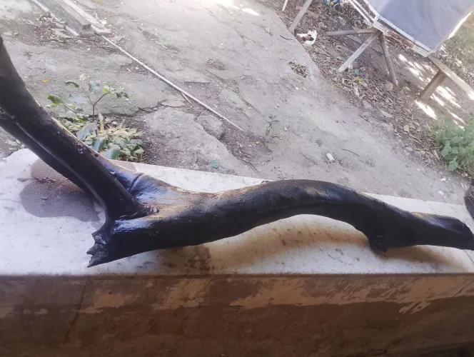 Tronco tratado aquario