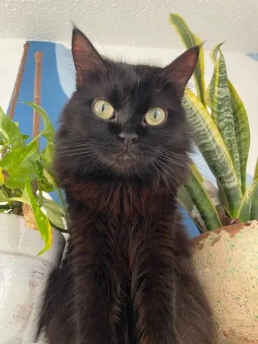 Gata desaparecida