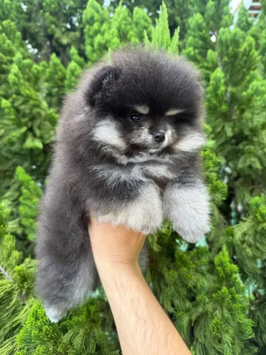 Lulu da Pomerânia anão fêmea Pedigree CBKC linhagem Russa