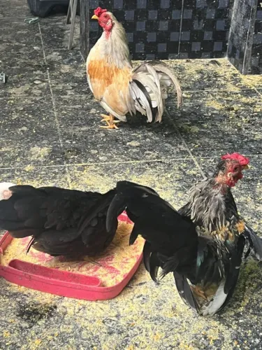 Galinhas mini GARNI?E