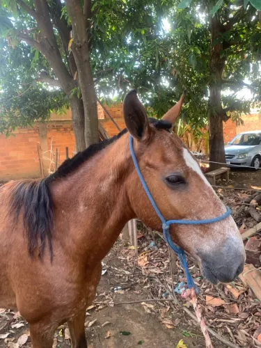 Cavalo - Manga Larga