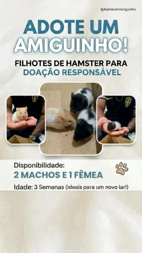 Doa-se filhotes de hamister 2 machos e 1 fêmea, 3 semanas de vida!