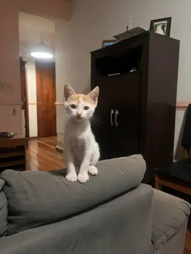 FILHOTE DE GATO PARA DOAÇÃO 