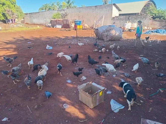 Galinha e pintinhos a venda
