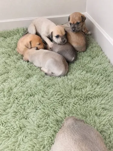 Doce filhote de cachorro