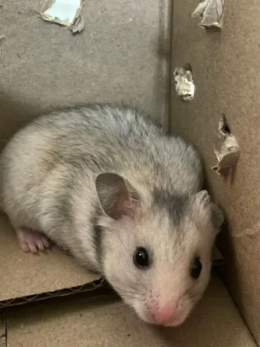 Vendo esse filhotes de hamster