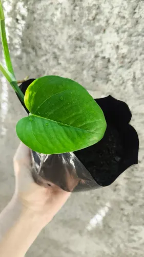 Muda de Jiboia-Amarela (Epipremnum aureum) - Pronta para Plantar!