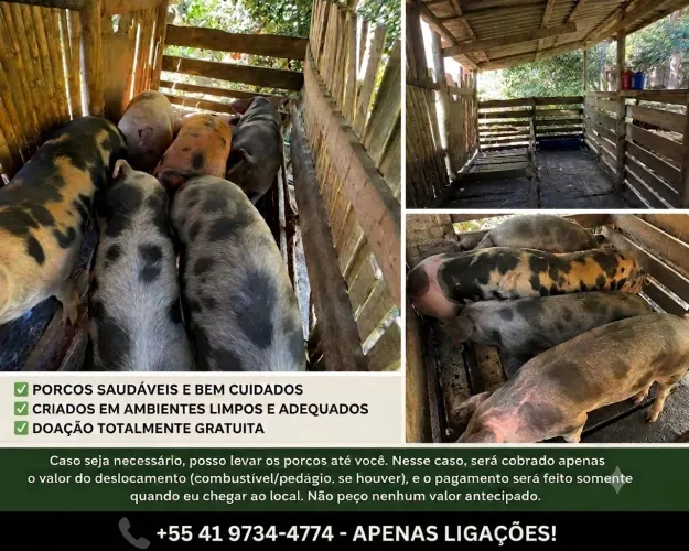 Doação de porcos