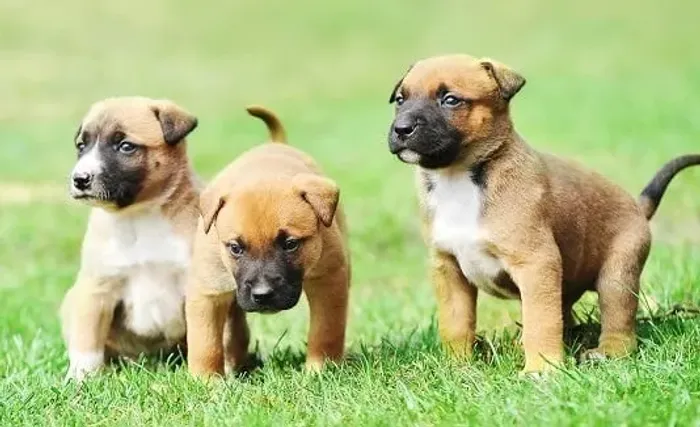 LABRAODR X PASTOR 9975I649I