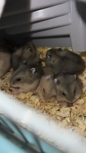 Vendo filhote de hamster para mais informações chama no whatsapp *