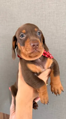 Mini Dachshund - Salsichinha