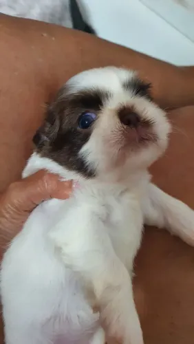 Filhote de shih Tzu fêmea 