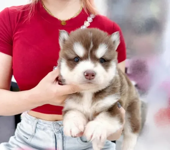 Cãozinho Husky Siberiano super energético e ideal para esportes