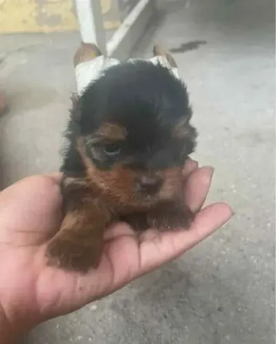 Yorkshire O abraço mais gostoso pode vir com pelos