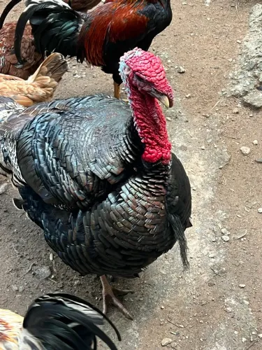 Peru