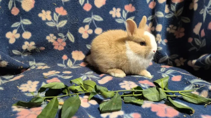Mini coelho anão Netherland dwarf e outras raças tbm