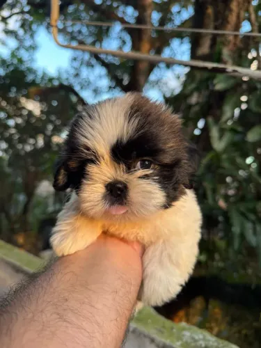 Shih-tzu com pedigree (venda)