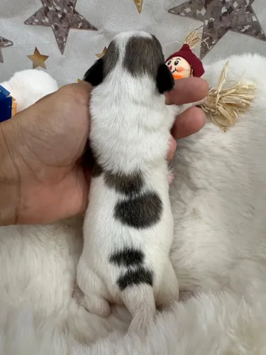 Chihuahua Macho Pelo Longo