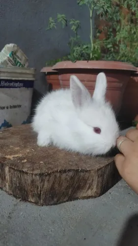 COELHOS